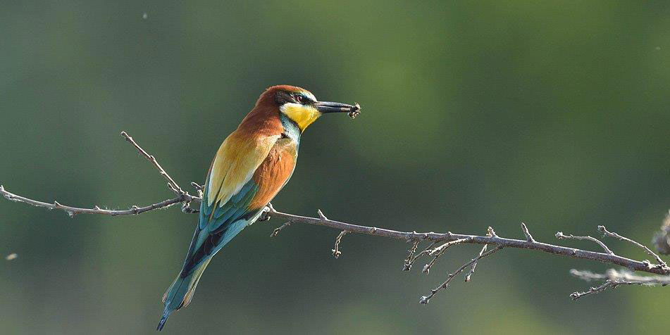 L’oiseau, son pays et nous